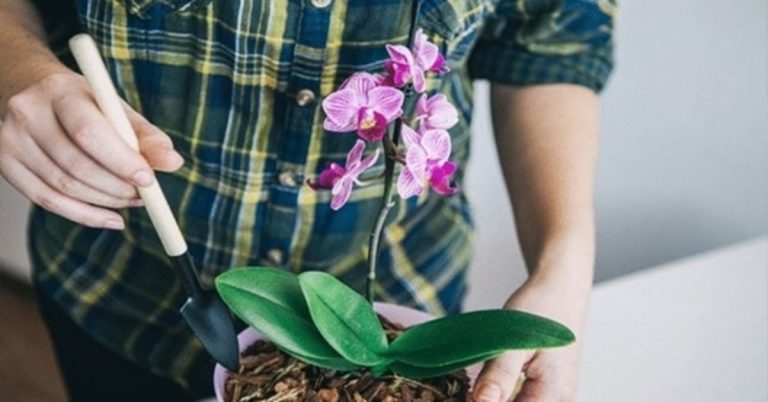 Orchidėjos žydi nenutrūkstamai. Ir viskas tik dėl ypatingo laistymo