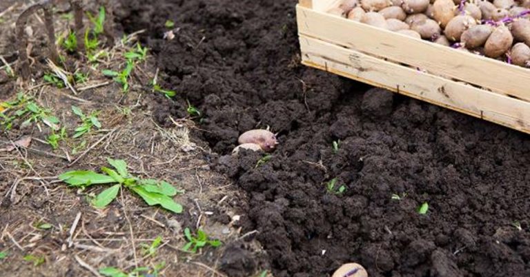 Kinų bulvių sodinimo metodas. Nepatikėsite jo efektyvumu, kol neišbandysite!