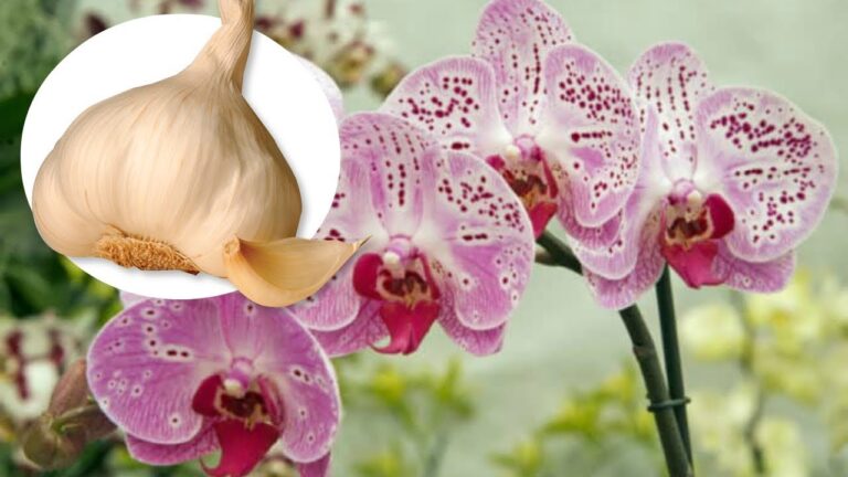 orchidėja