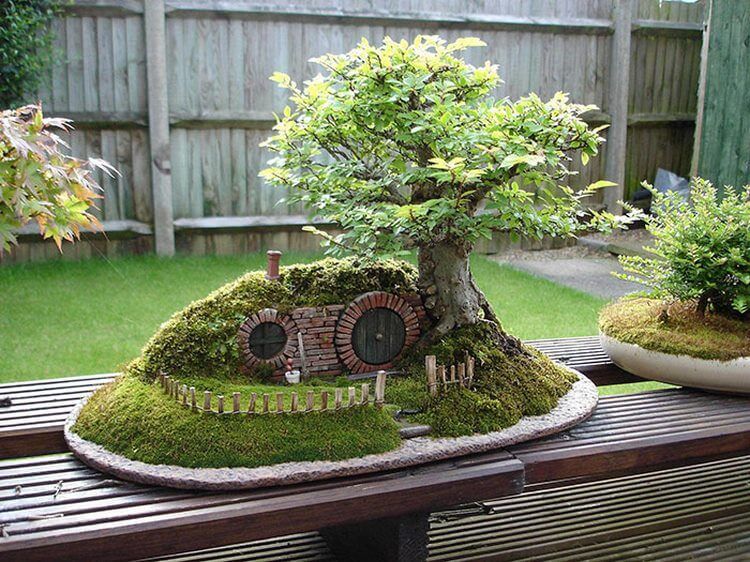 bonsai