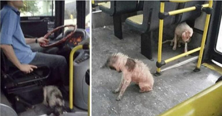 Autobuso vairuotojas pažeidė taisykles ir audros metu įsileido benamius šunis