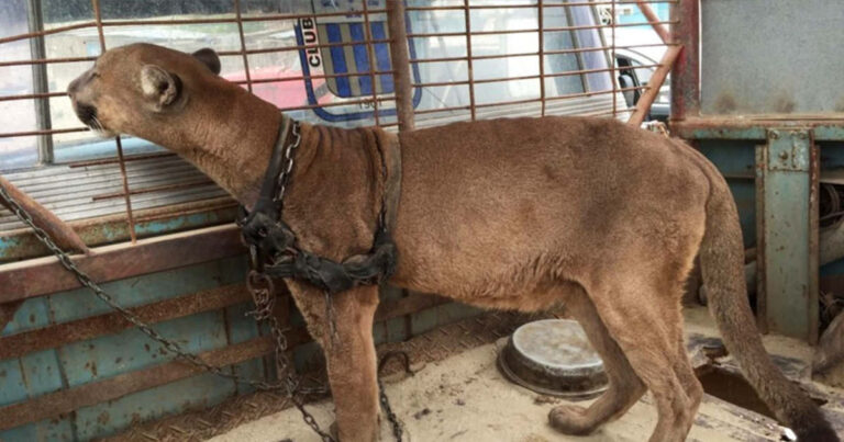 Ši puma gyveno surakina 20 metų – dabar ji žengia pirmuosius žingsnius laisvėje