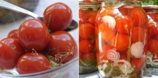 Konservuoti pomidorai su morkų lapais. Skanios ir gražios atsargos