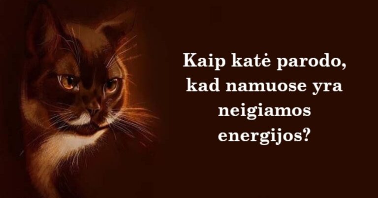 Kaip katė parodo, kad namuose yra neigiamos energijos?