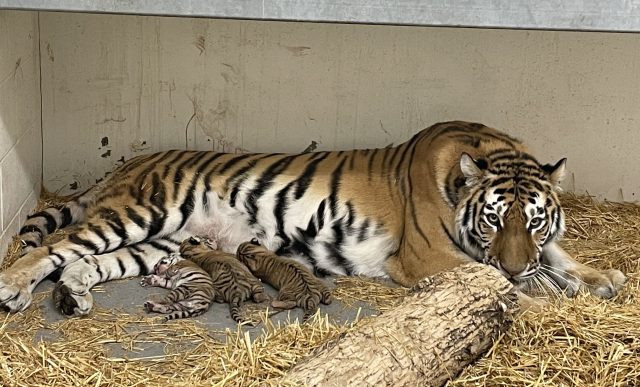 Zoologijos sodas švenčia nykstančių Sibiro tigrų trynukų gimimą