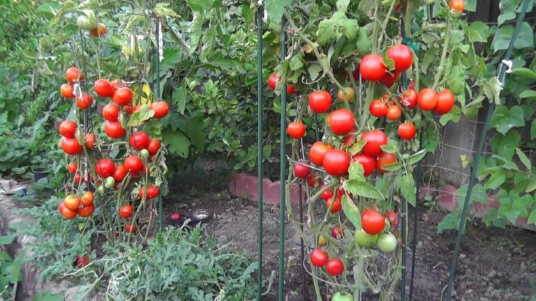 1000 pomidorų vos viename kvadratiniame metre? Taip, tai tikrai įmanoma!