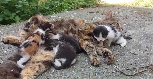 Alkanų kačiukų vada savanorių atkaklumo dėka vėl susitinka su mama