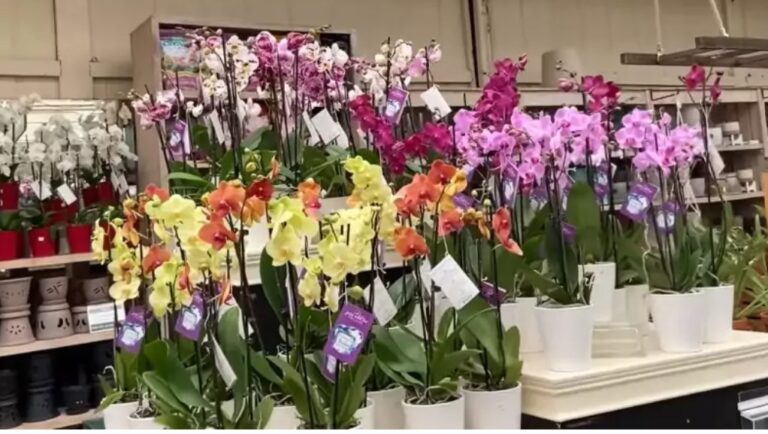 Patarimai, kaip įsigyti sveiką orchidėją, kuri dar ilgai puoš jūsų namus