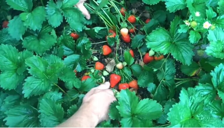 Norite gausaus braškių derliaus? Sužinokite, kokius augalus galite sodinti šalia jų