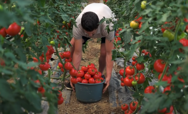 Mano senelis sumaišydavo tris ingredientus ir jais tręšdavo pomidorus: fantastiškas derlius garantuotas!