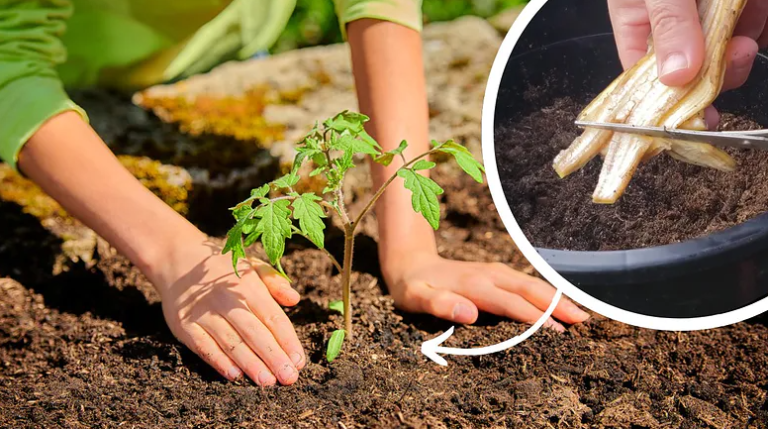 Bananų žievelė – puikus pomidorų augimo stimuliatorius. Išbandykite šias trąšas!