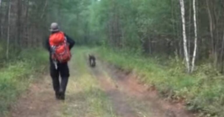 Ketverių metų mergaitė buvo dingusi 11 dienų. Šeima jau ketino pasiduoti, bet tada į pagalbą atskubėjo šuo