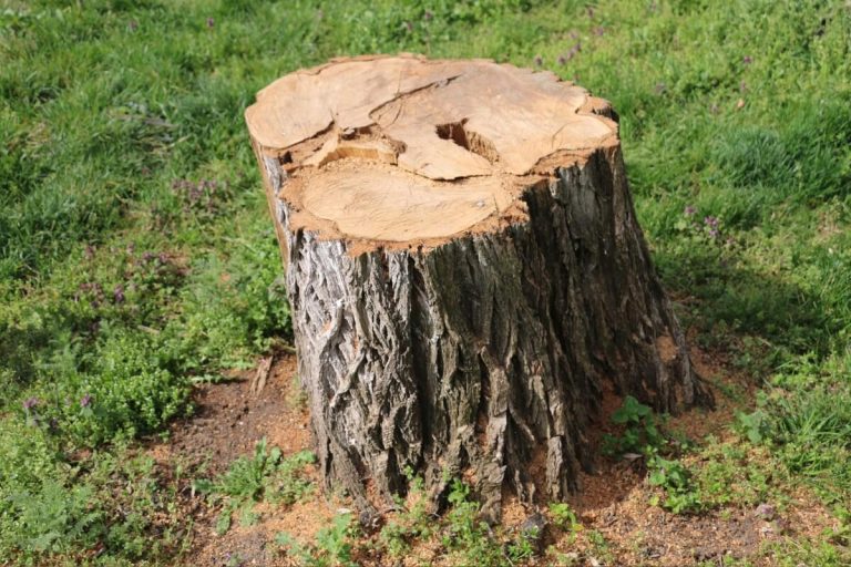 3 ūkiški būdai, kaip pašalinti medžio kelmą be specialios įrangos