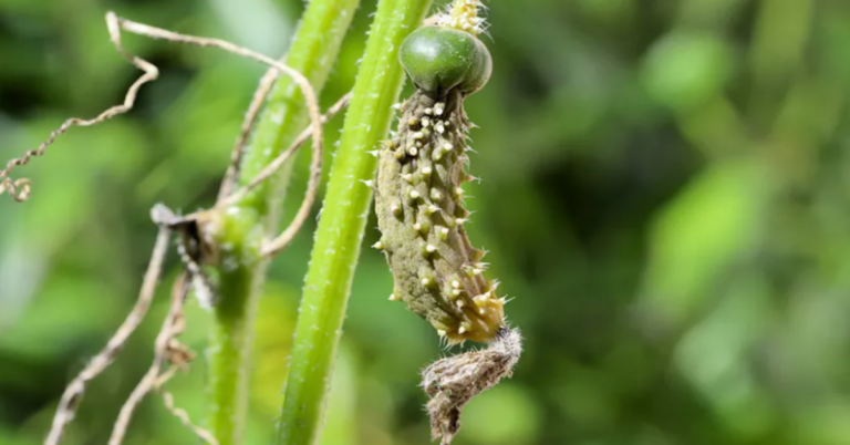 Kai agurkai pradeda pūti ant krūmų, tuoj pat atidarau šaldytuvą. Trąšos juos atgaivina