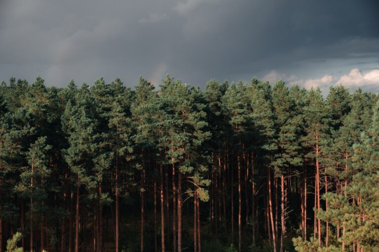 Miškų supirkimas ir tvarus miško išteklių valdymas