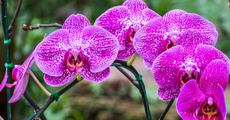 Kartą per mėnesį orchidėją palaistau vieno gėrimo likučiais ir ji iškart atsigauna