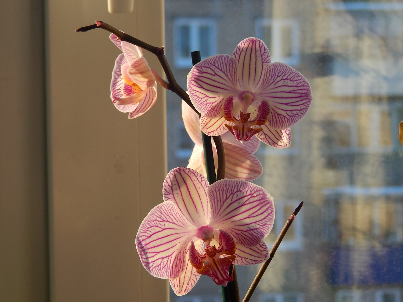 orchidėjas