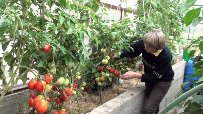 6 būdai, kaip geriausia tręšti pomidorus