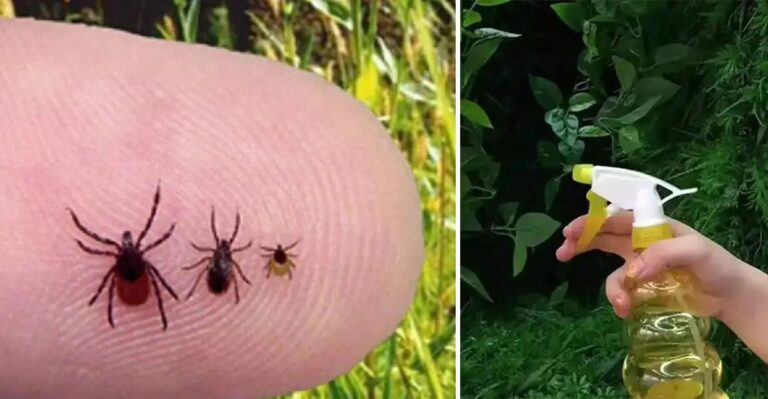 Kaip naudojant druską atsikratyti erkių: tą sezono metu turėtų žinoti kiekvienas!