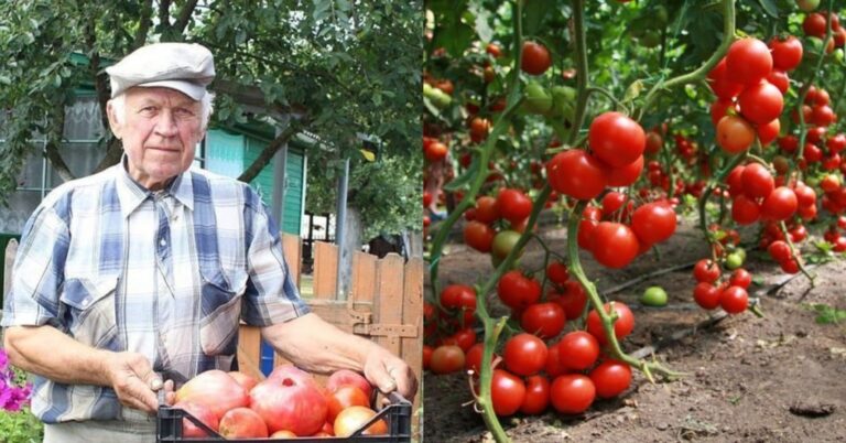 Mano senelis papasakojo gausaus pomidorų derliaus paslaptį