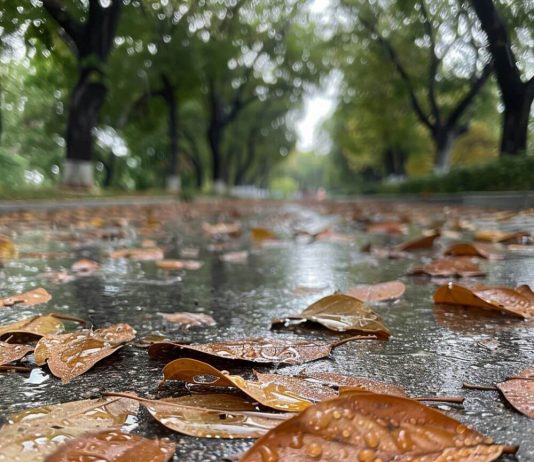 Savaitės orai: nuo šilumos iki lietaus ir vėjo